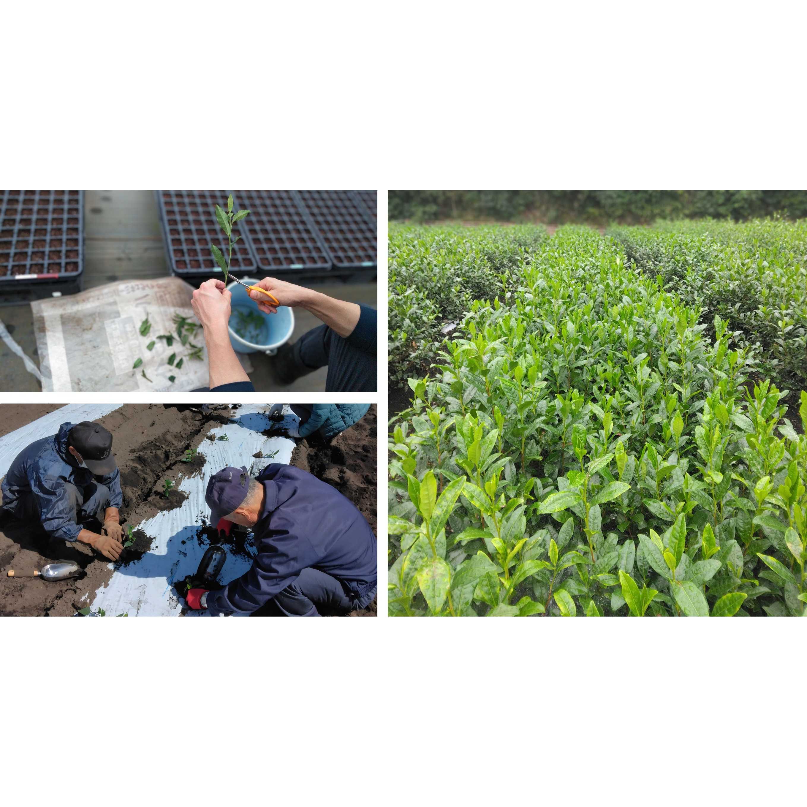 株式会社伊藤園