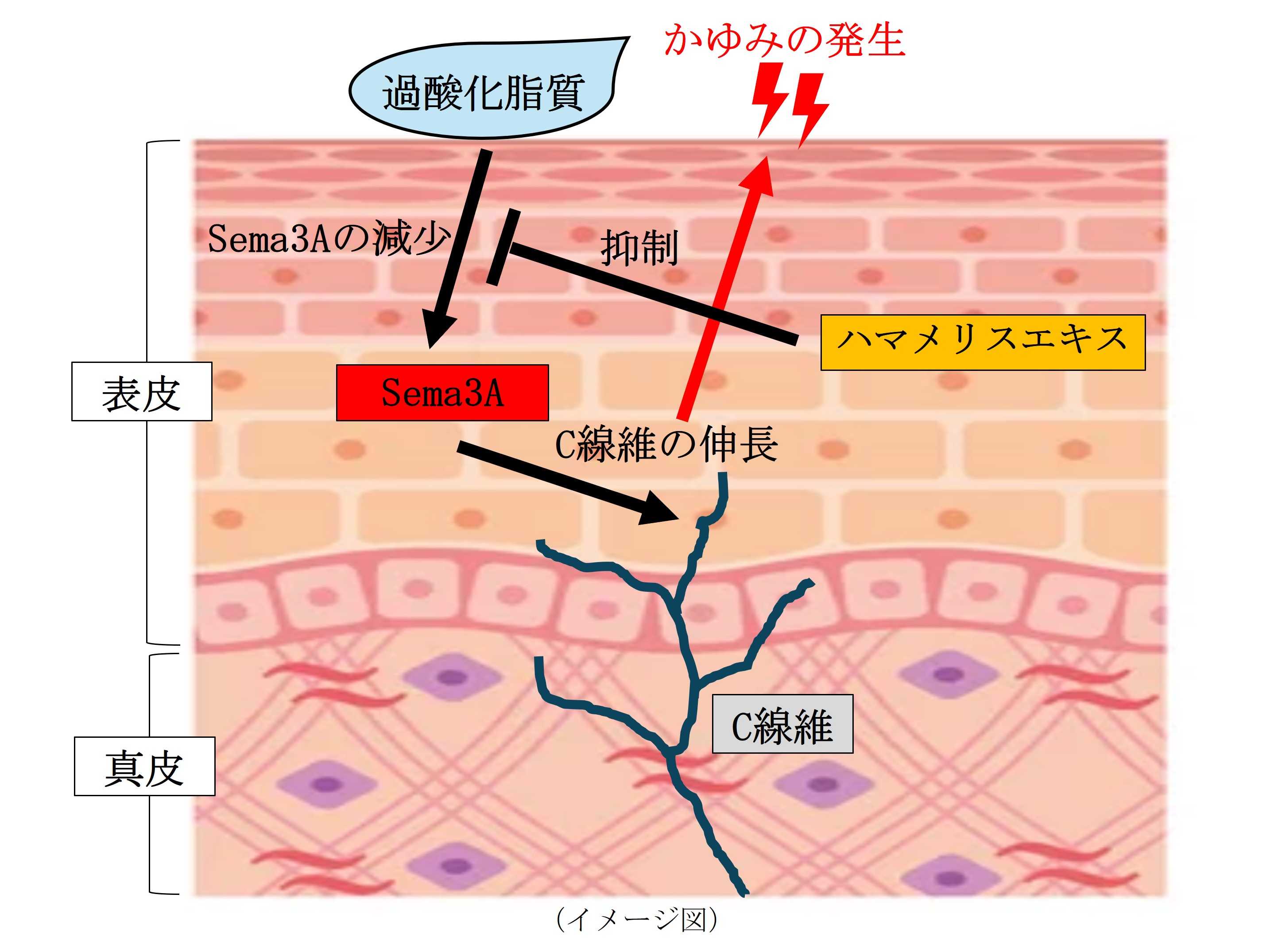 第一三共ヘルスケア株式会社