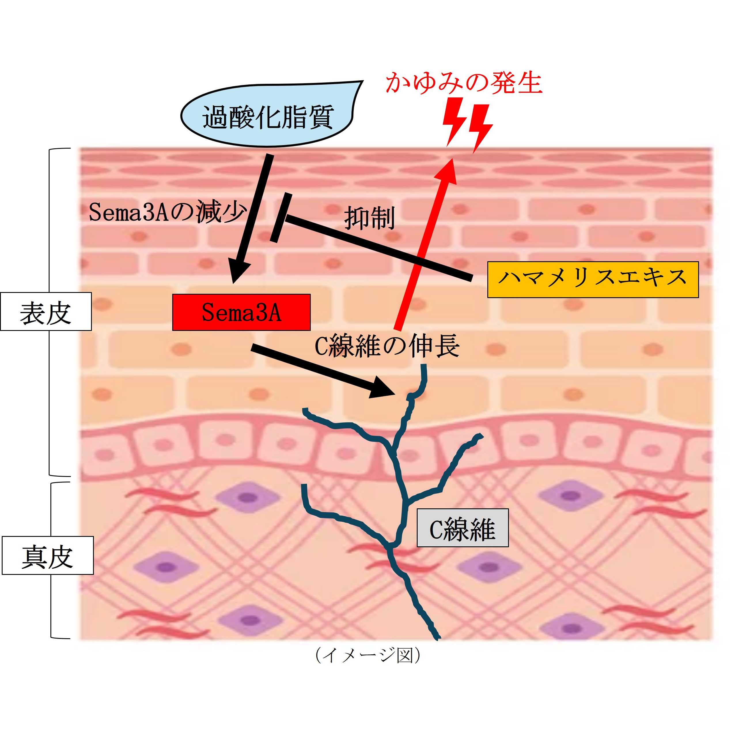 第一三共ヘルスケア株式会社