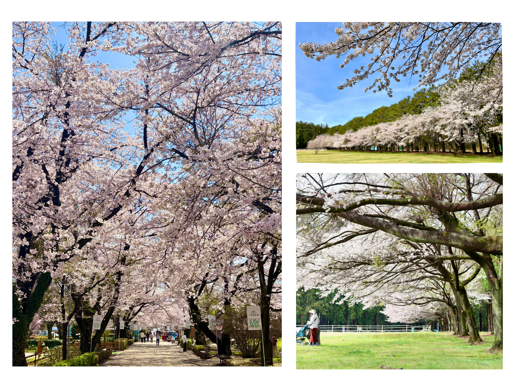 ホウライ株式会社