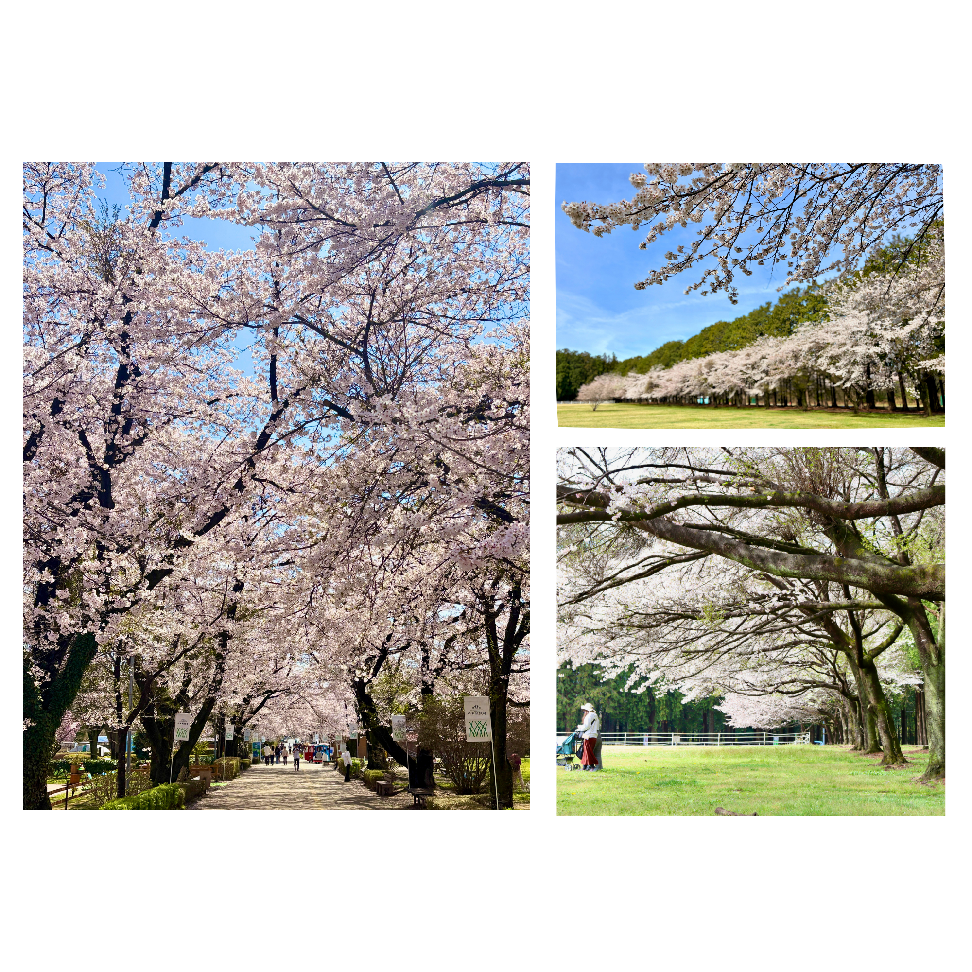 ホウライ株式会社