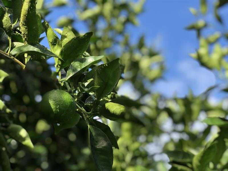 株式会社トリドールホールディングス