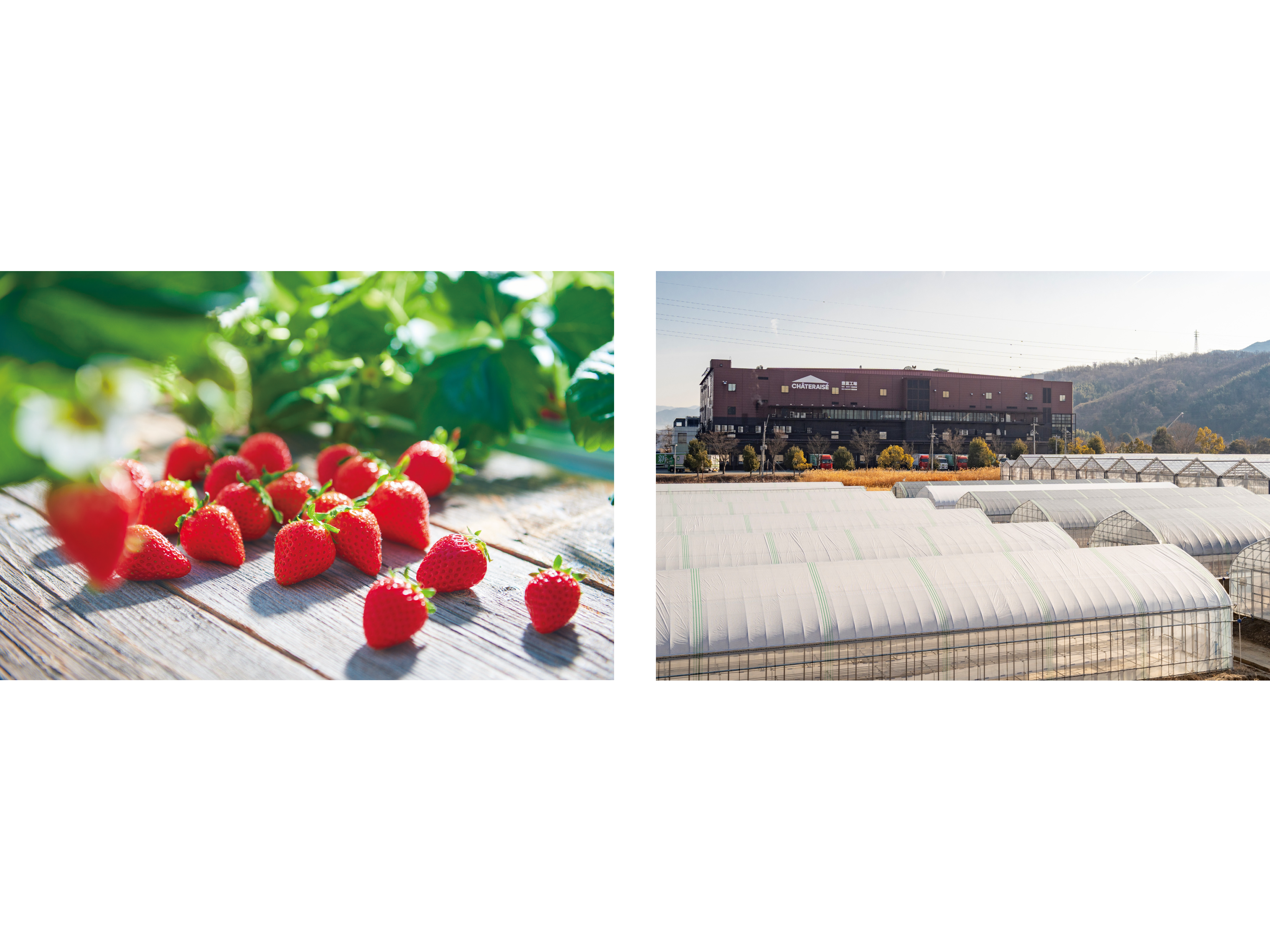 株式会社シャトレーゼ