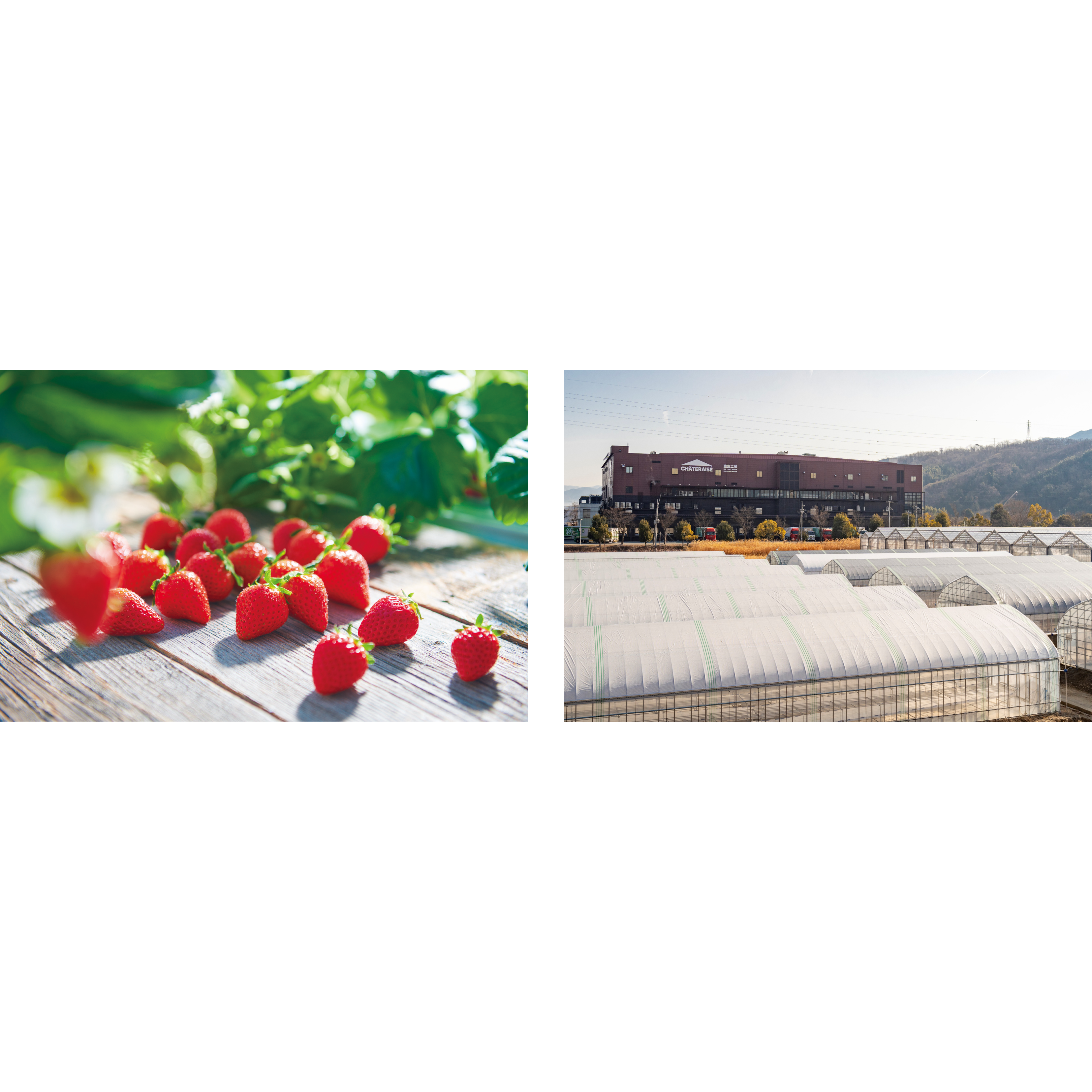 株式会社シャトレーゼ