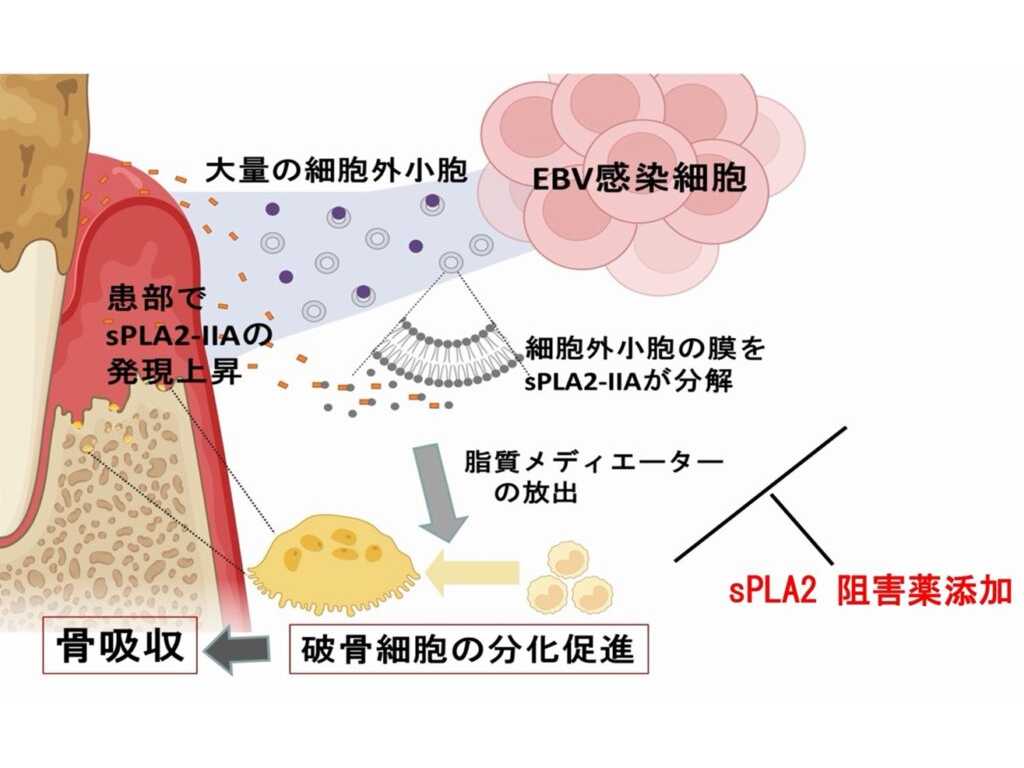 日本大学