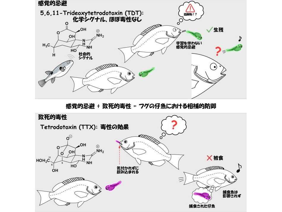 日本大学