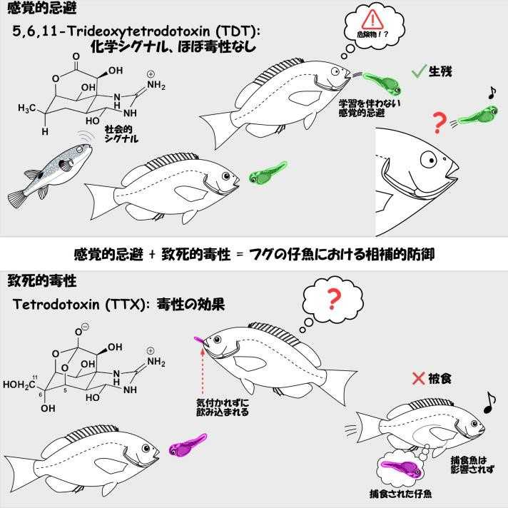 リリース