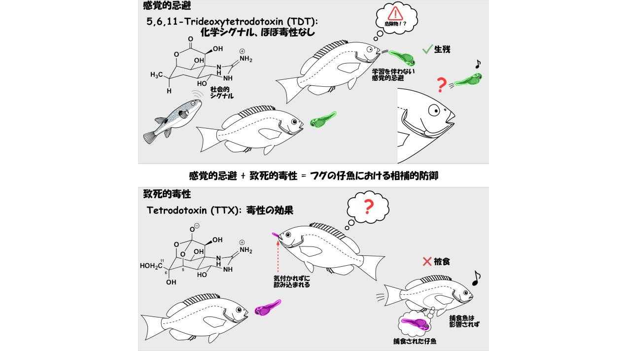 日本大学