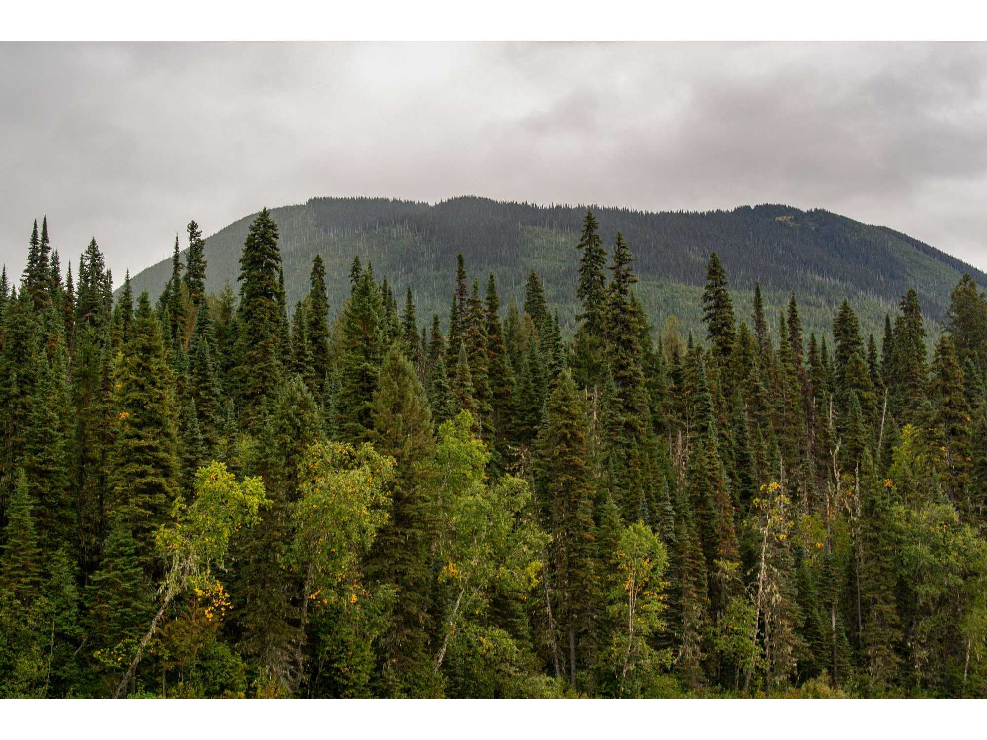カナダ木質ペレット協会