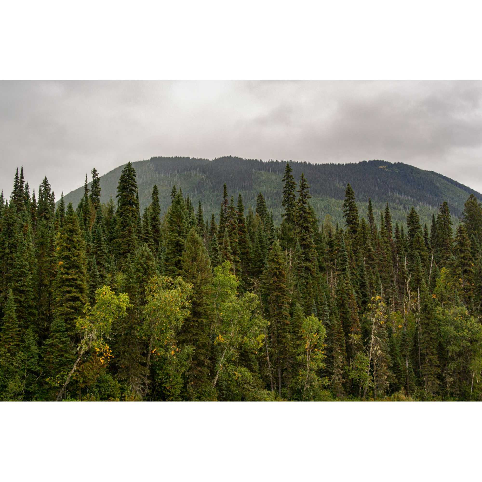 カナダ木質ペレット協会
