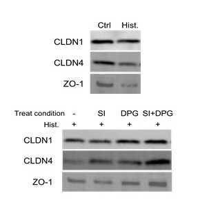 ちふれホールディングス株式会社