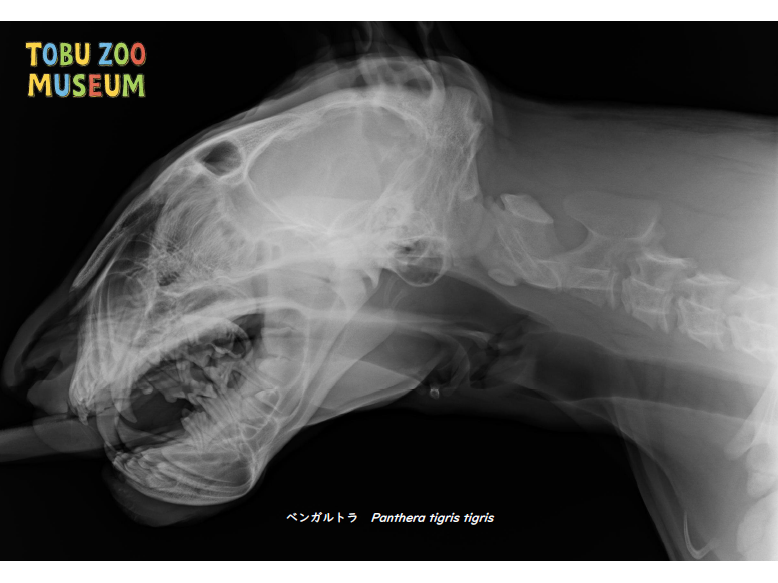 東武レジャー企画株式会社（東武動物公園）