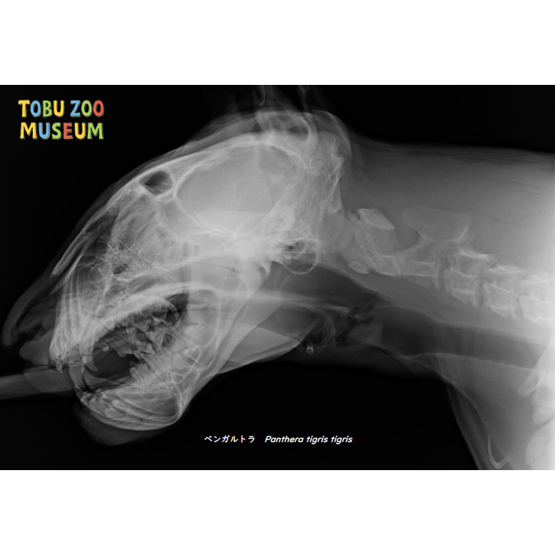 東武レジャー企画株式会社（東武動物公園）