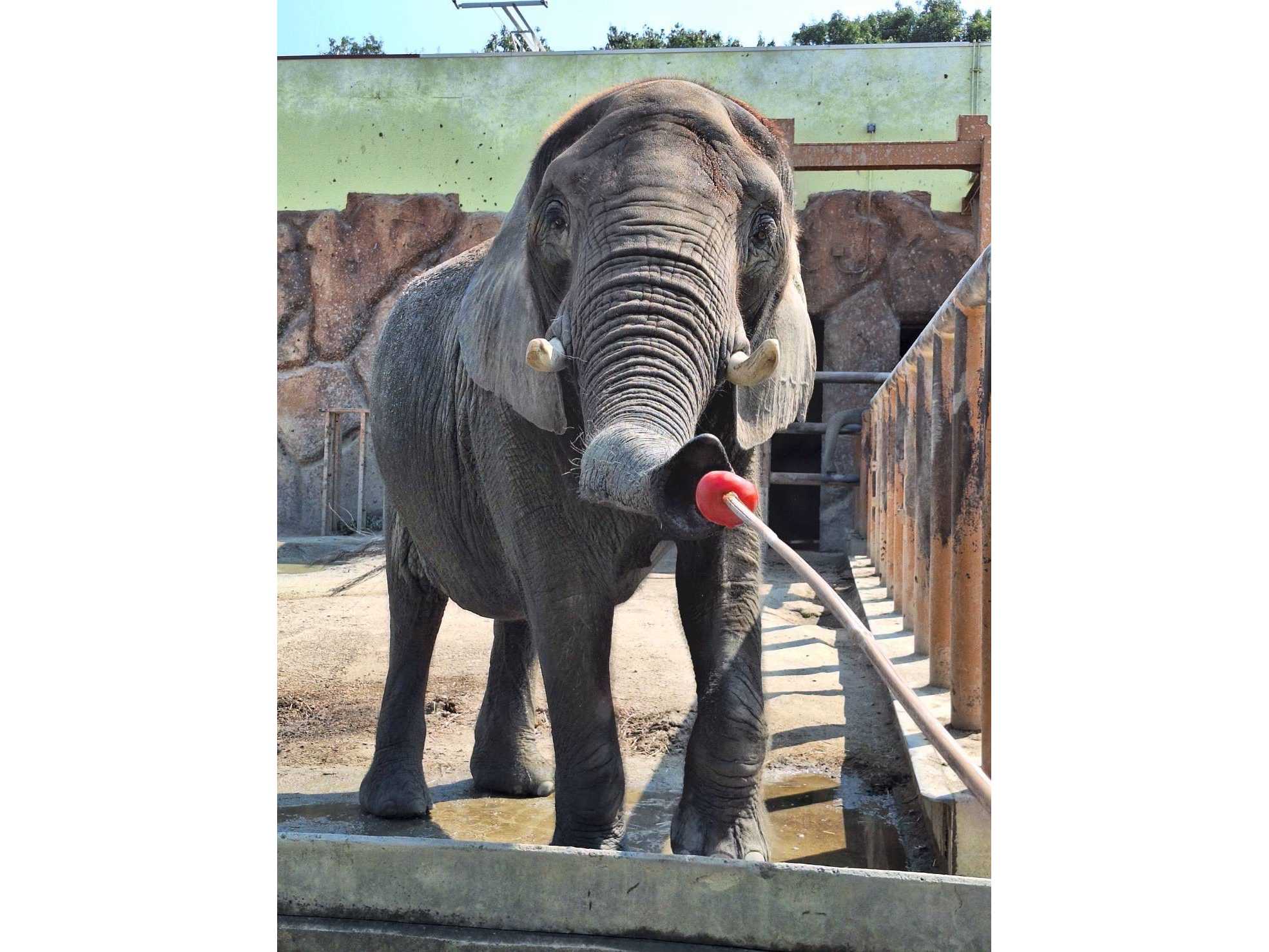 東武レジャー企画株式会社（東武動物公園）