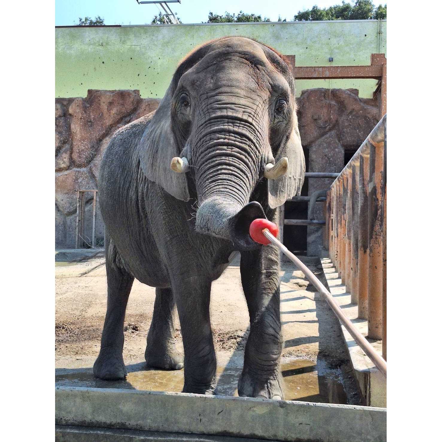 東武レジャー企画株式会社（東武動物公園）
