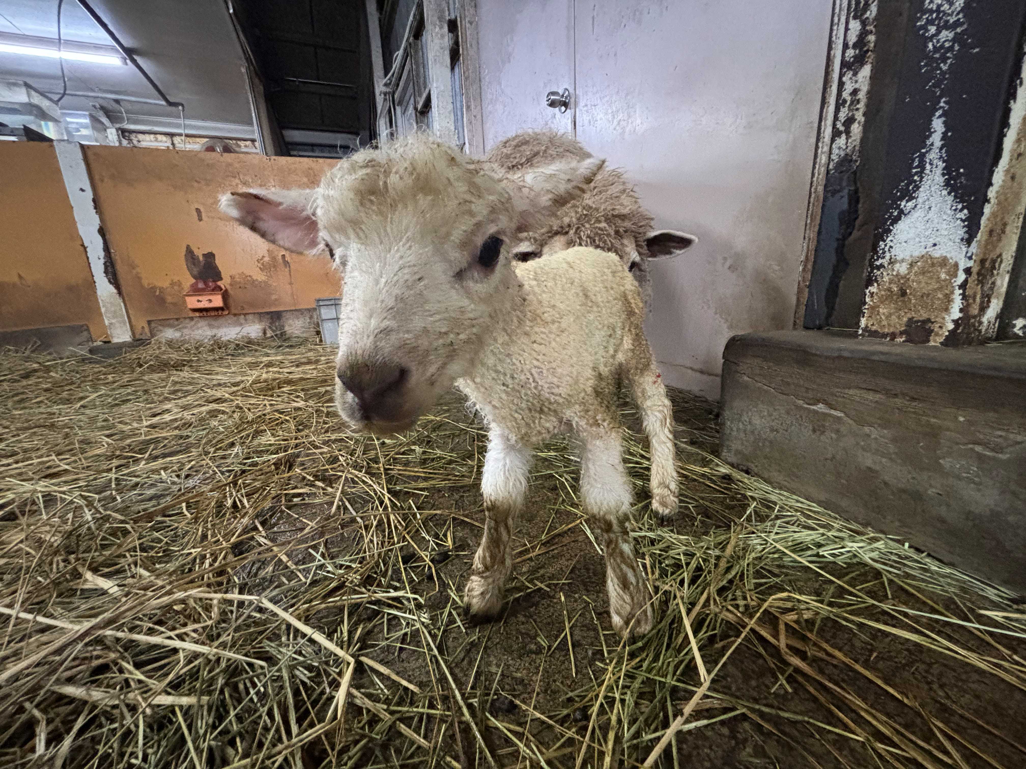 東武動物公園に新しい仲間が加わりました。 ヒツジの赤ちゃんが誕生
