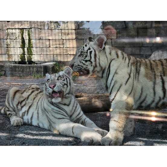 東武レジャー企画株式会社（東武動物公園）