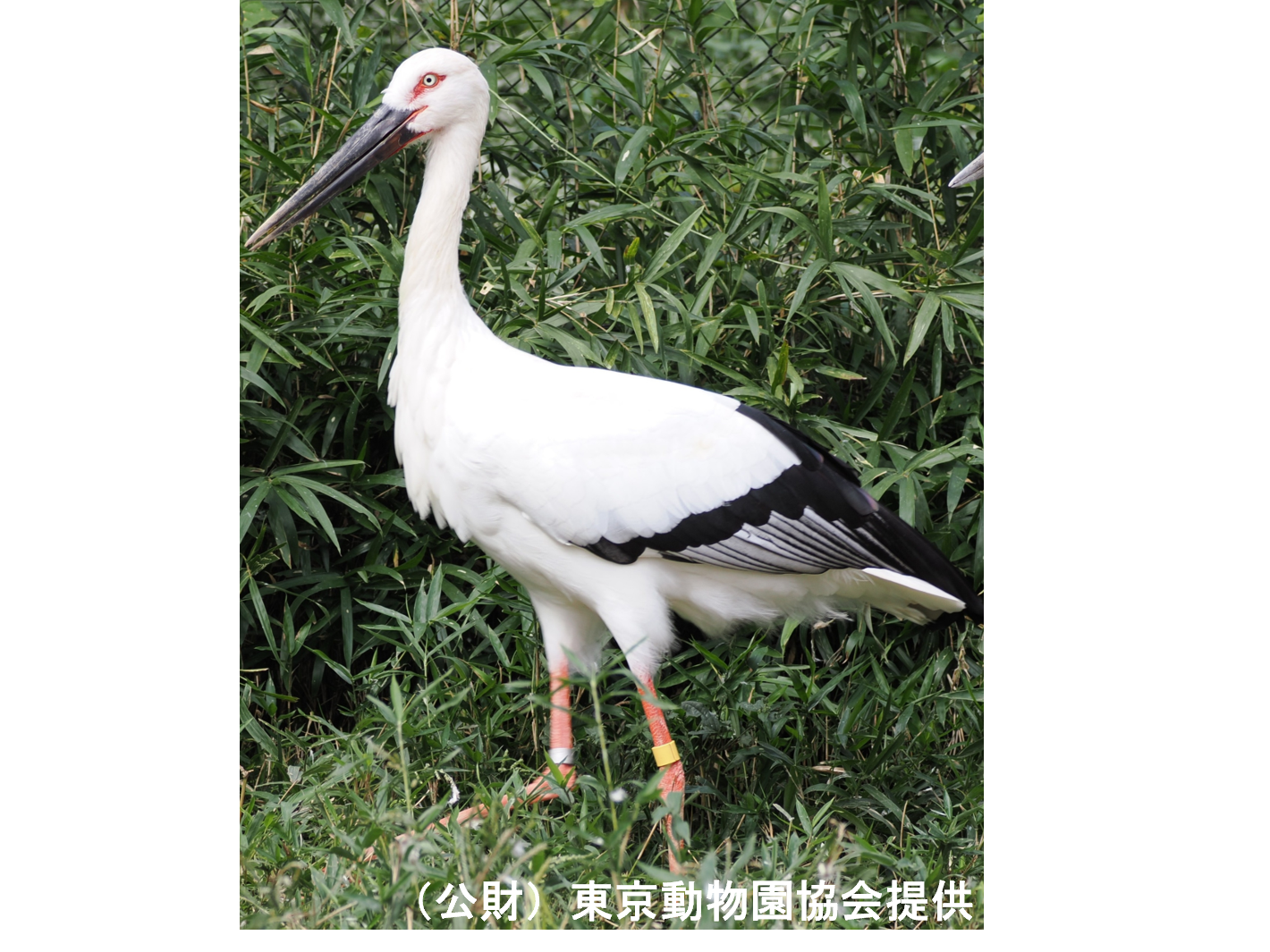 東武レジャー企画株式会社（東武動物公園）