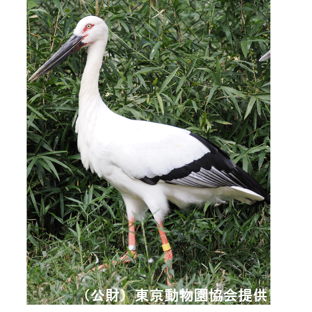 東武レジャー企画株式会社（東武動物公園）