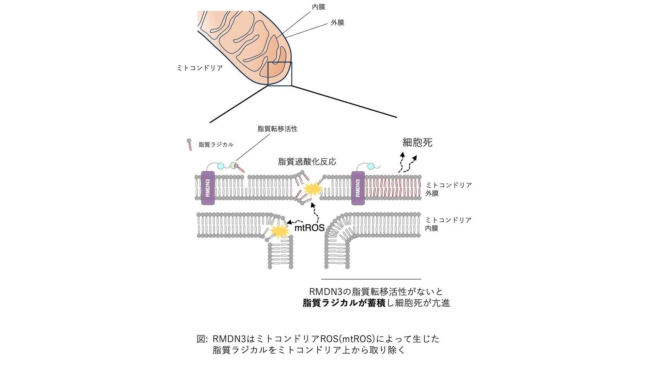 学習院大学