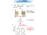 北里大学