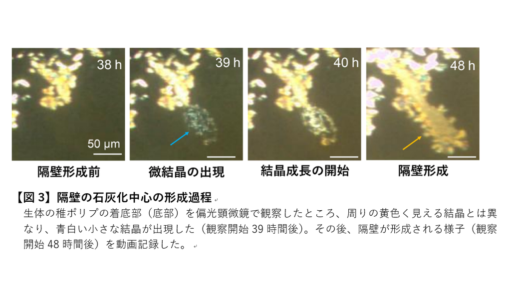 北里大学