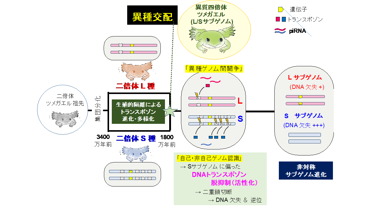 北里大学