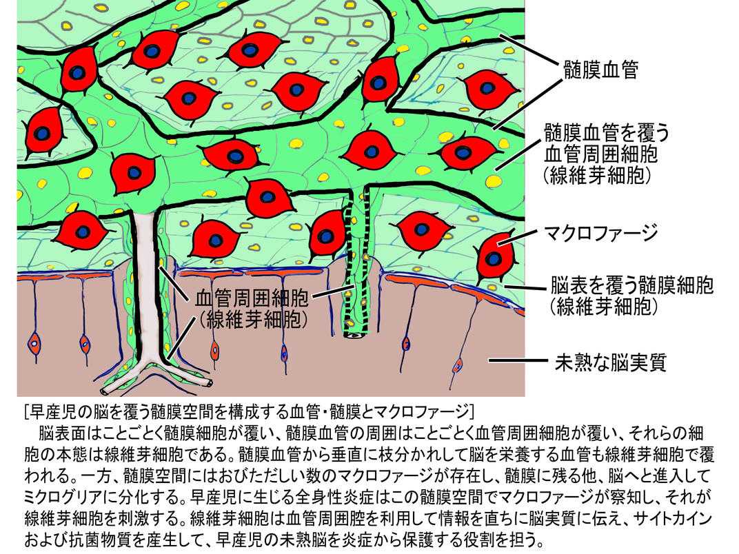 【説明必読】Focus GO FLOW 4 電気刺激療法デバイス【注意事項あり】 紺野整形 末梢神経ラジオ波焼灼療法「Coolief疼痛管理用高周波システム