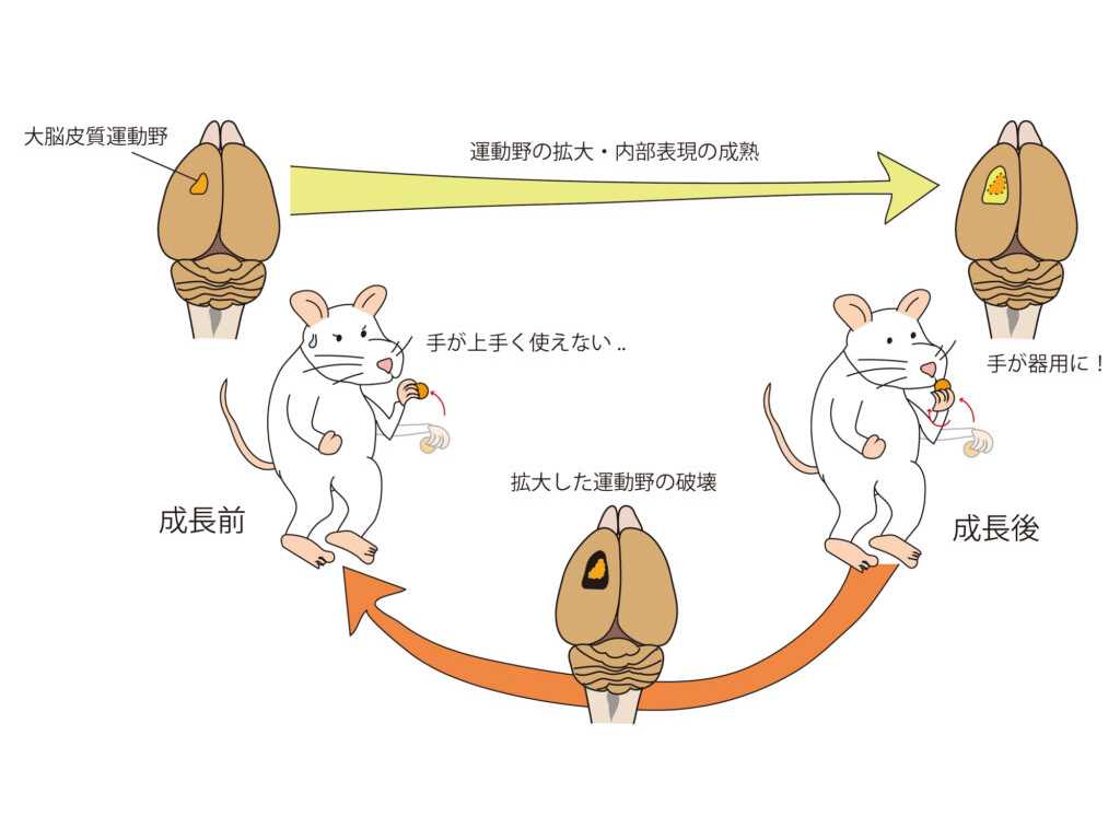 杏林大学