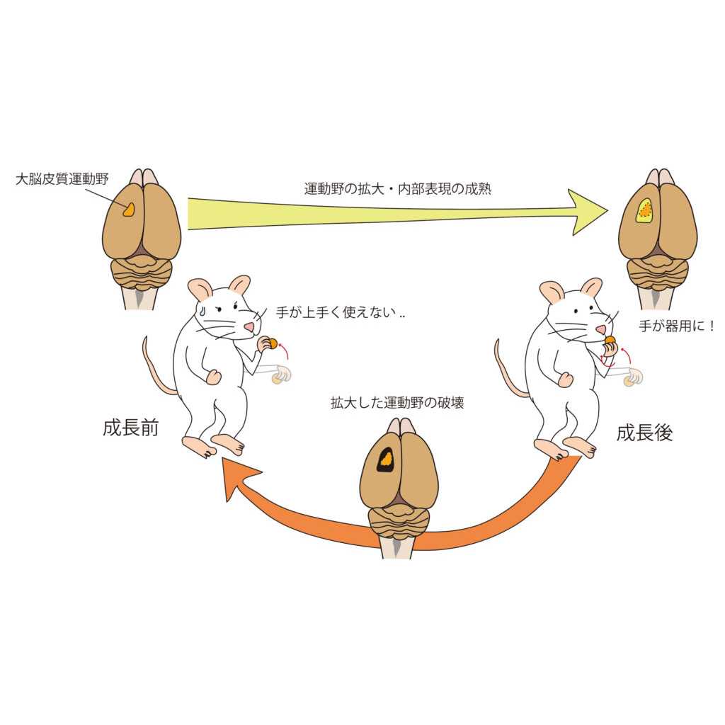 杏林大学