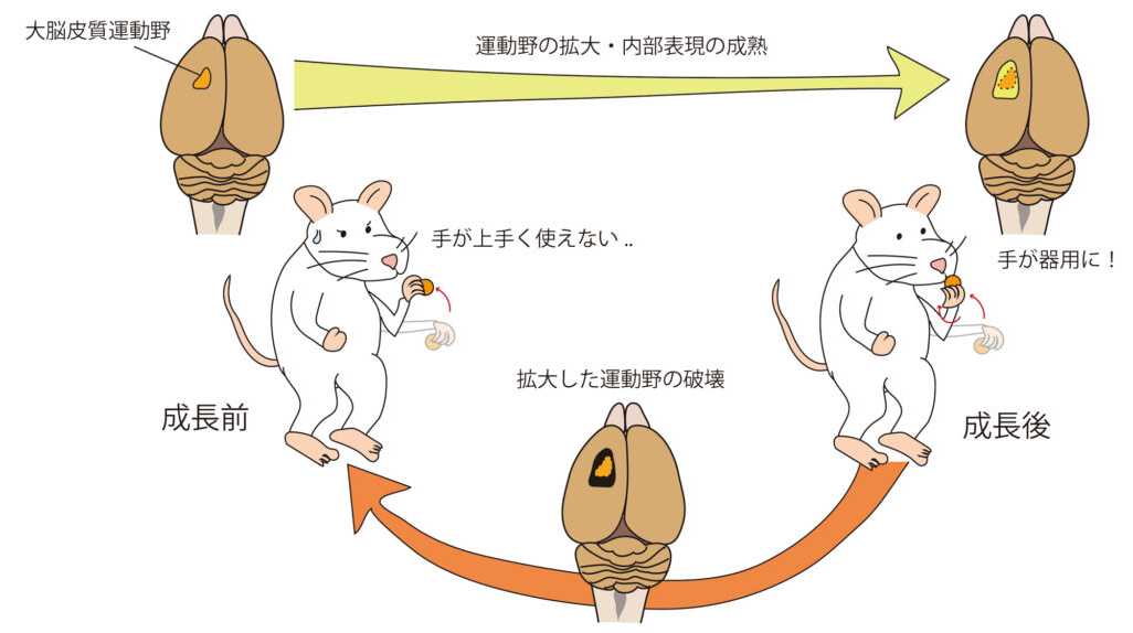 杏林大学