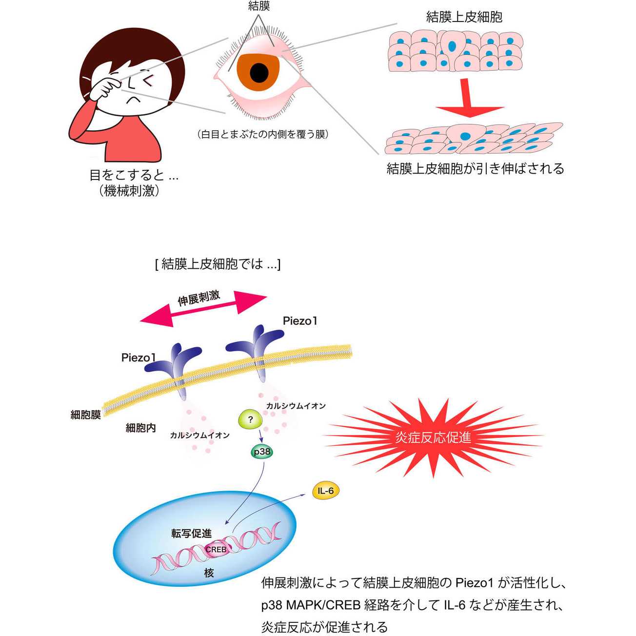 昭和大学