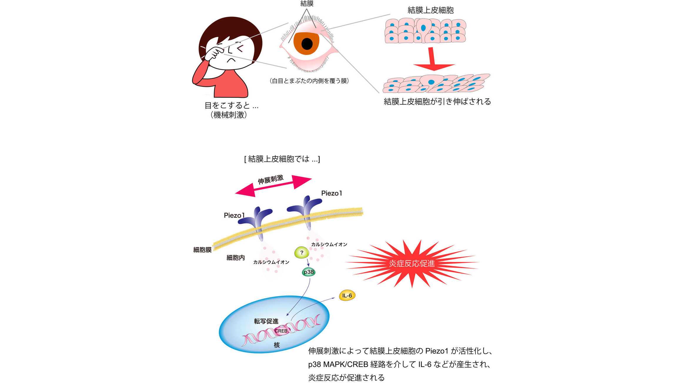 昭和大学