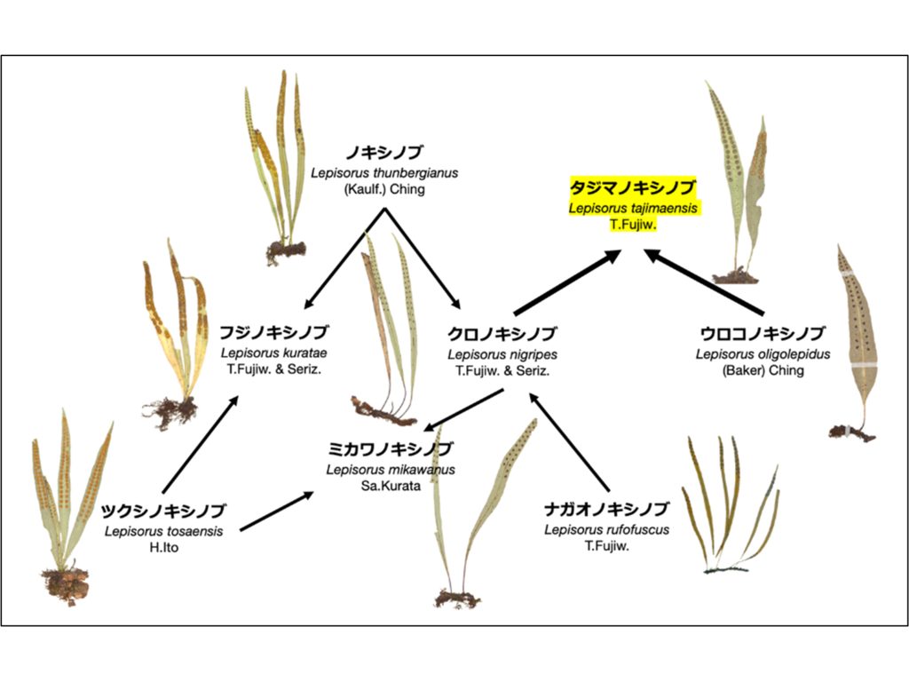 昭和医科大学らの共同研究チームが、百人一首にも詠まれるシダ植物の新種を兵庫県で発見　「タジマノキシノブ」と命名