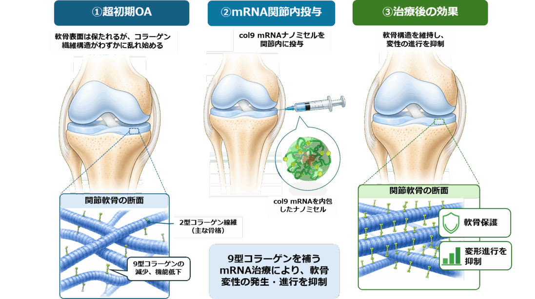 昭和医科大学