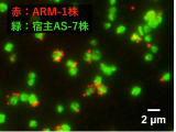 創価大学