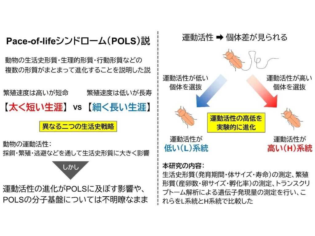 玉川大学