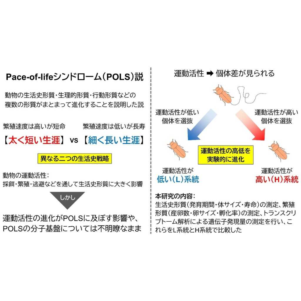 玉川大学