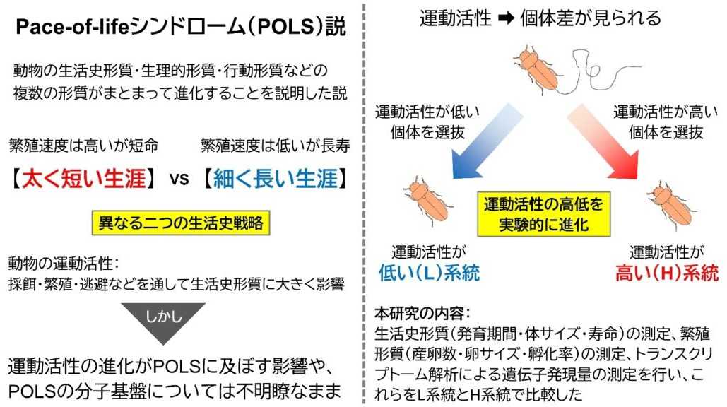 玉川大学