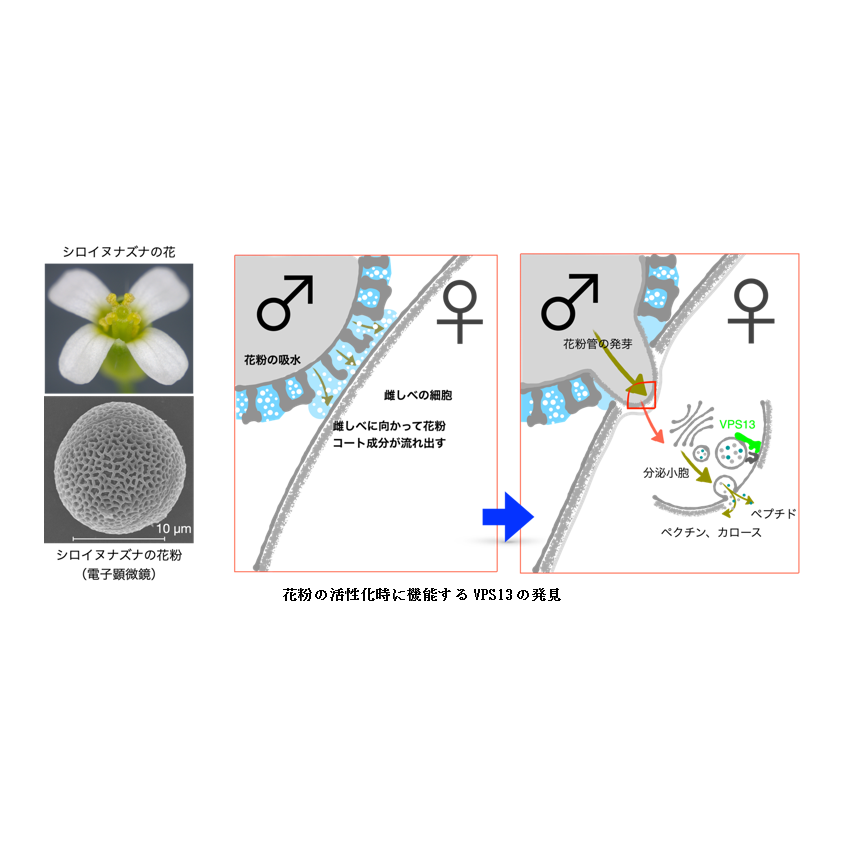 東京家政学院大学