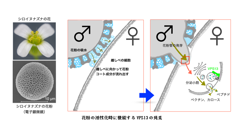 東京家政学院大学