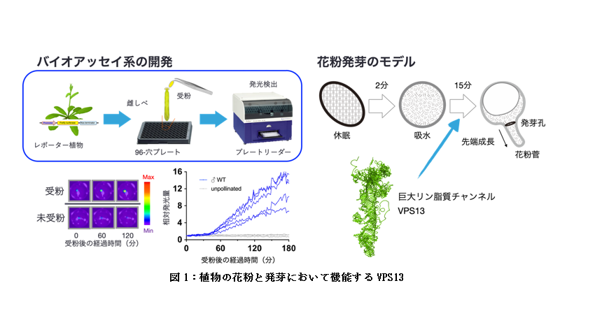 東京家政学院大学