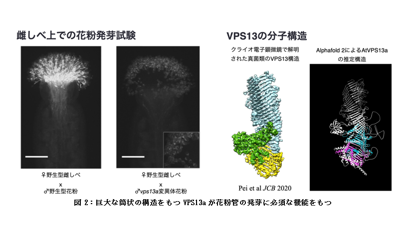 東京家政学院大学