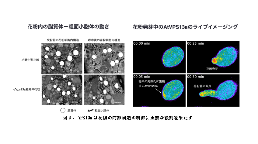 東京家政学院大学