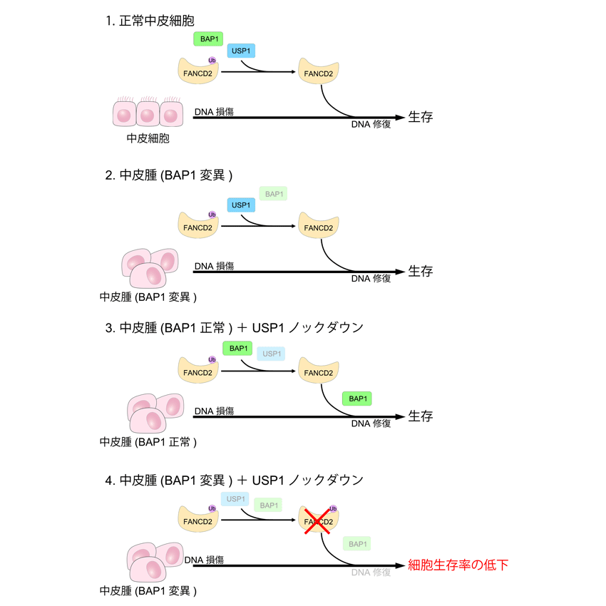 リリース