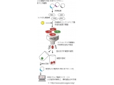 東京工科大学