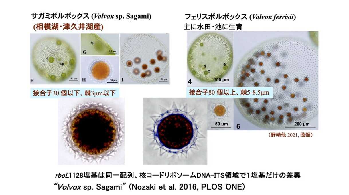 法政大学