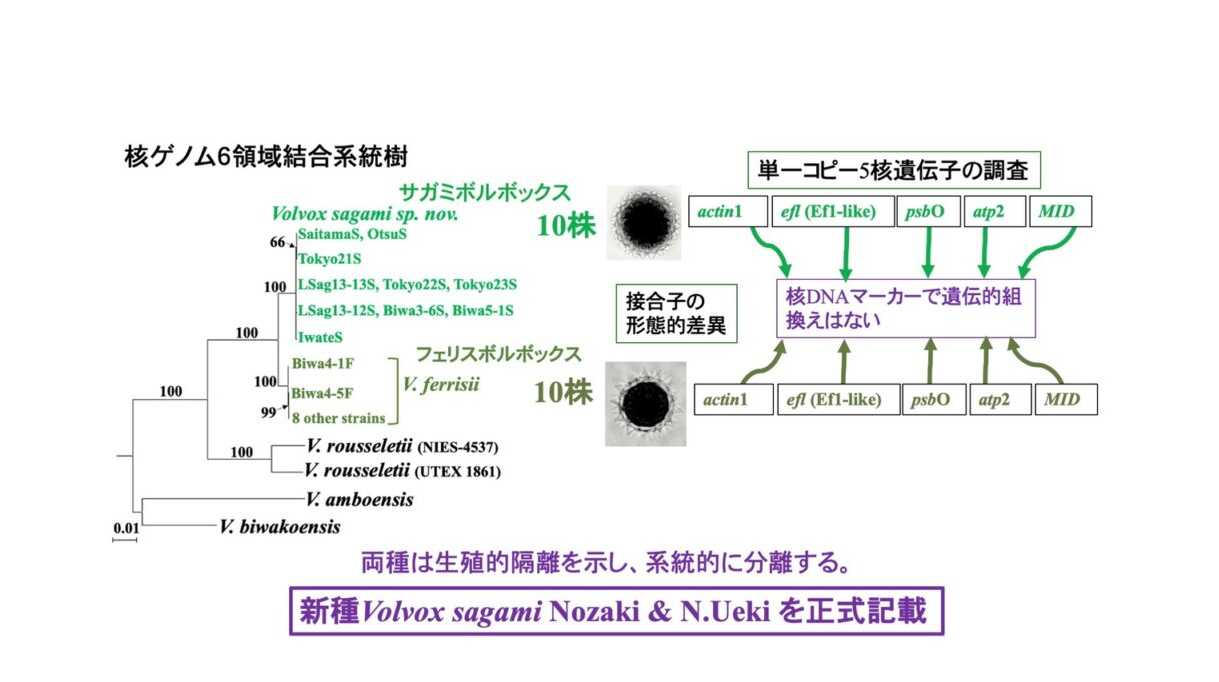 法政大学