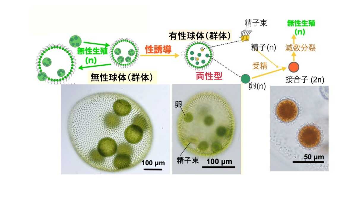法政大学