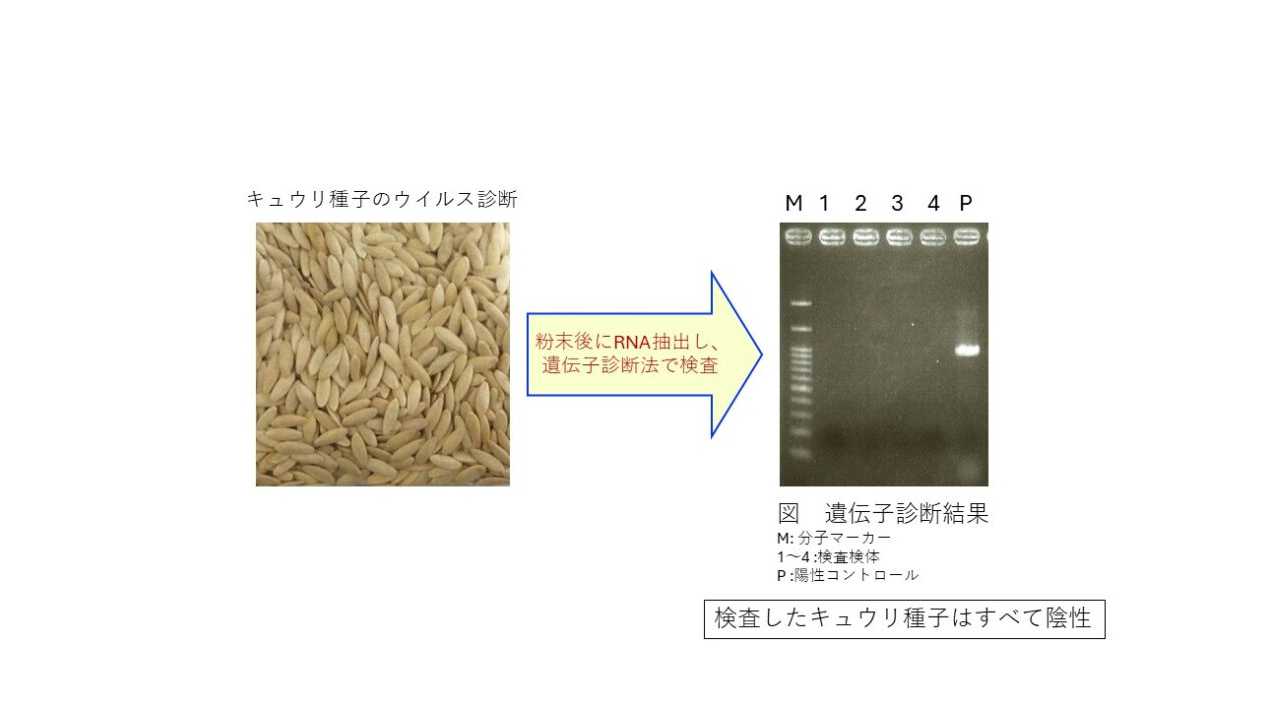 法政大学